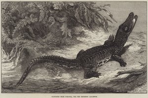 Aligator z Sumatry, do akwarium w Brighton